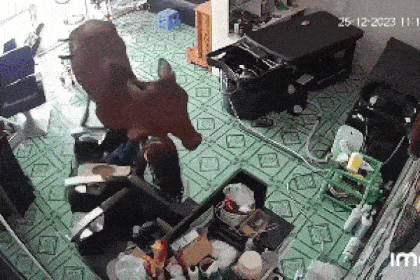 Con mực thay đổi màu sắc nhanh chóng khiến cộng đồng mạng kinh ngạc-1