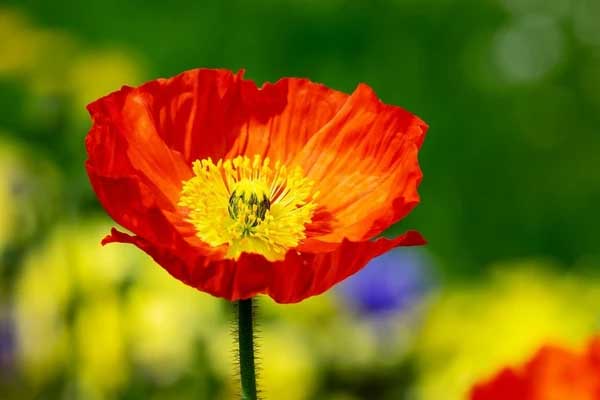 Ngược nắng ngược gió: 3 con giáp đạt đến đỉnh cao, cuối năm Giáp Thìn của nả đầy nhà-2