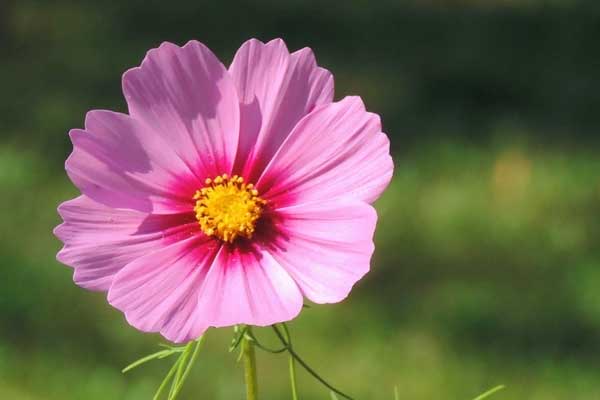 Ngược nắng ngược gió: 3 con giáp đạt đến đỉnh cao, cuối năm Giáp Thìn của nả đầy nhà-3