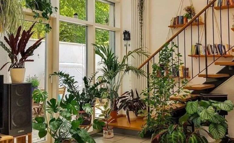 Người xưa nói: 5 cây cảnh trong nhà, sự nghiệp thăng tiến, tài lộc gia tăng-1