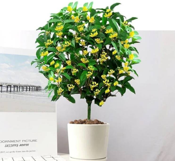 Người xưa nói: 5 cây cảnh trong nhà, sự nghiệp thăng tiến, tài lộc gia tăng-3