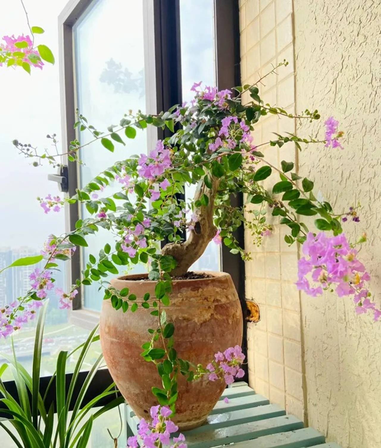 Người xưa nói: 5 cây cảnh trong nhà, sự nghiệp thăng tiến, tài lộc gia tăng-5