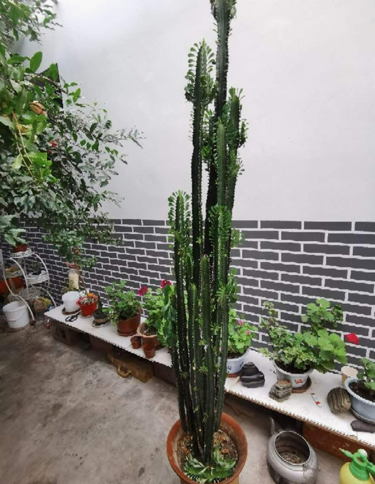 Người xưa nói: 5 cây cảnh trong nhà, sự nghiệp thăng tiến, tài lộc gia tăng-7