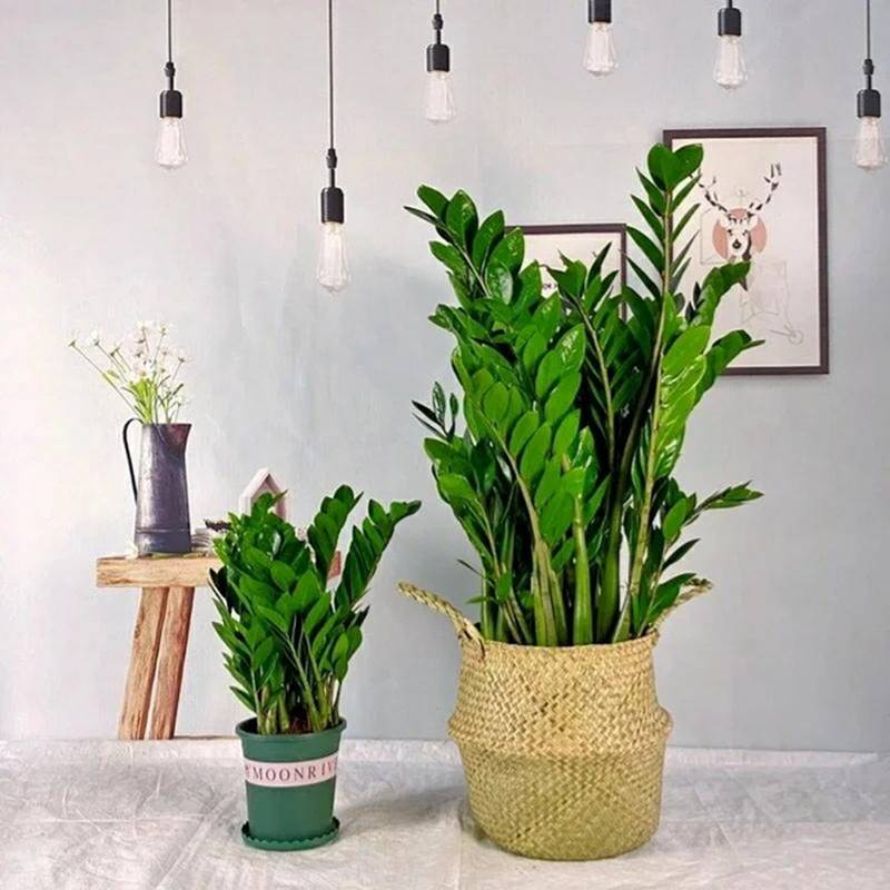 Người xưa nói: 5 cây cảnh trong nhà, sự nghiệp thăng tiến, tài lộc gia tăng-8