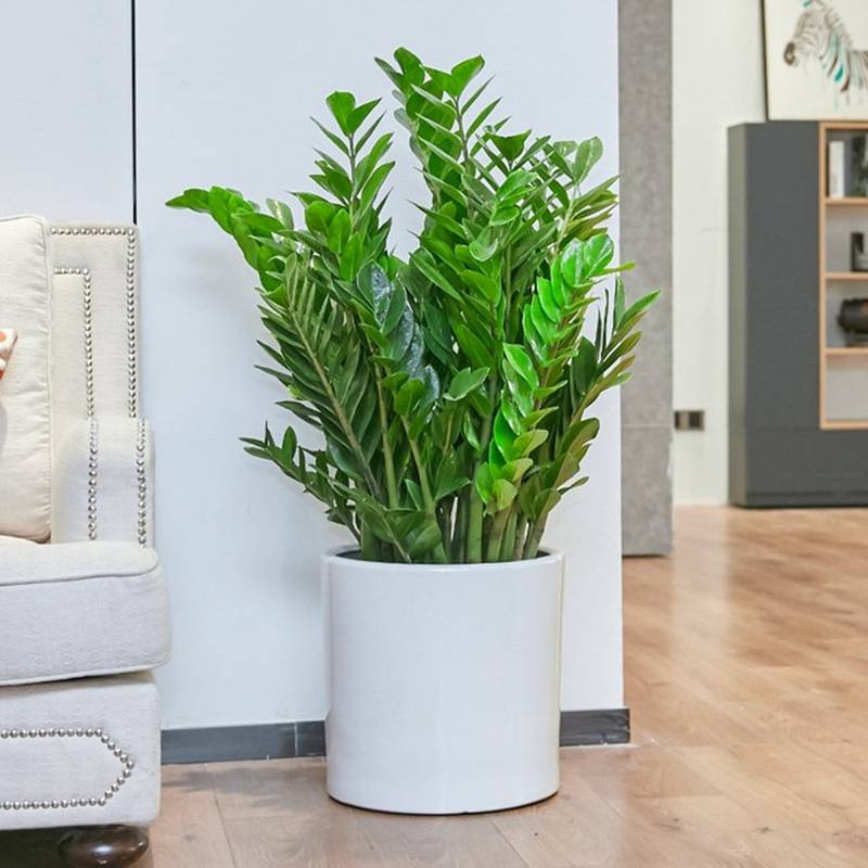 Người xưa nói: 5 cây cảnh trong nhà, sự nghiệp thăng tiến, tài lộc gia tăng-9