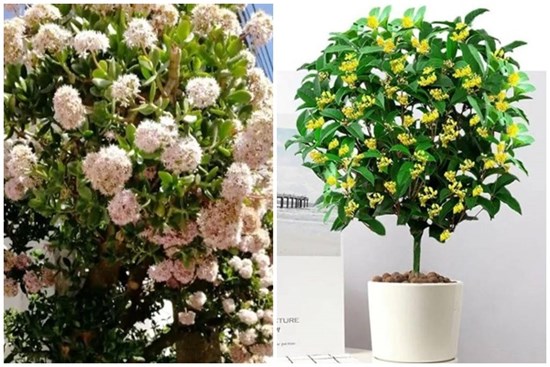 Người xưa nói: