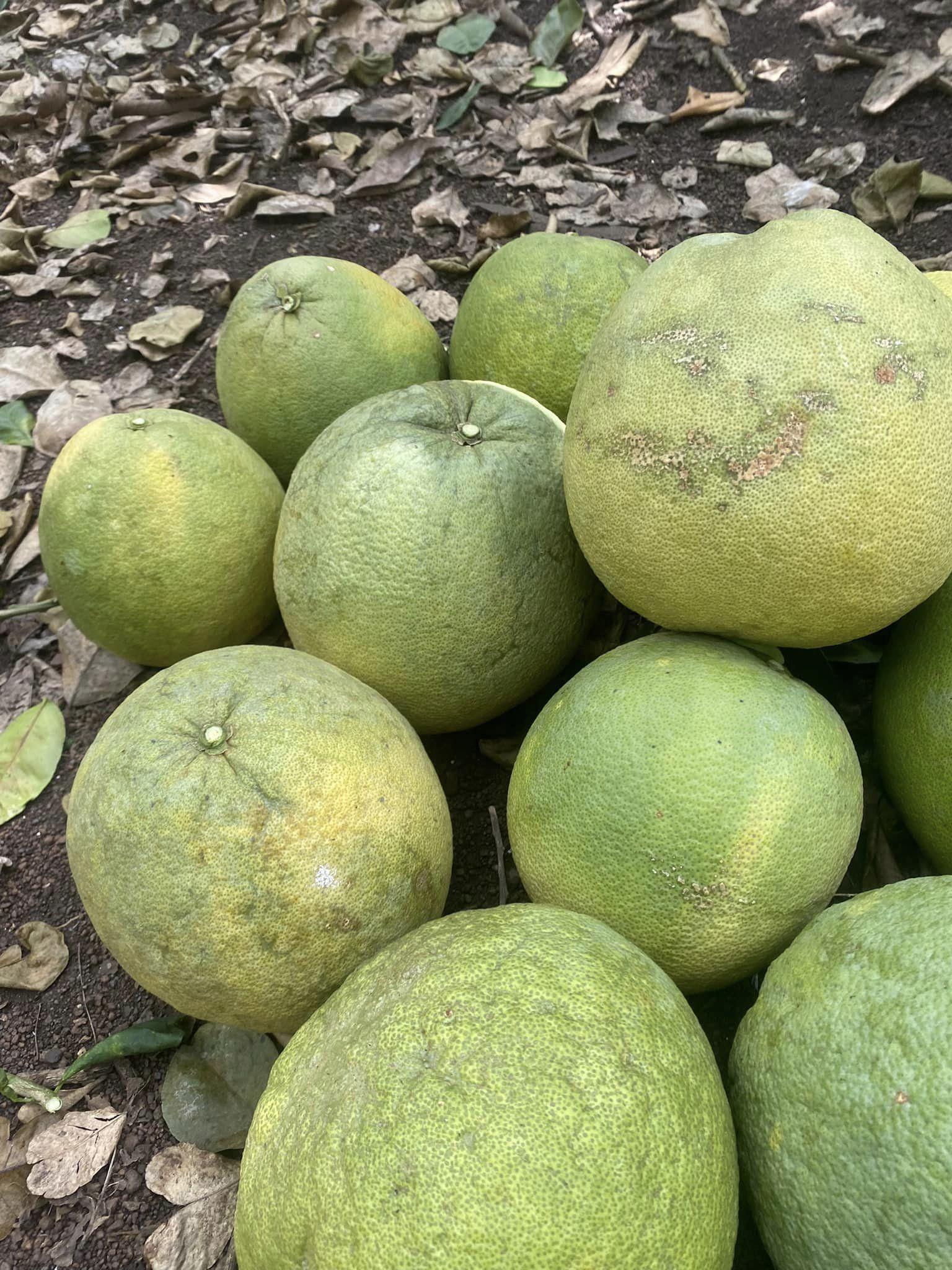 Bưởi da xanh bất ngờ được rao bán giá chỉ 7.000 đồng/kg, dân buôn tiết lộ lý do-1