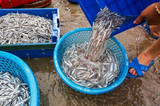 5 loại cá không nuôi ao hồ, không nhiễm thủy ngân, đi chợ thấy đừng tiếc tiền mua