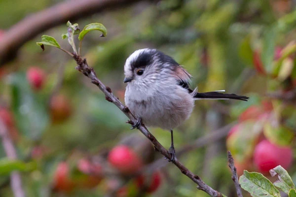 Thần Tài chấm sổ: Tháng 1/2024, 3 con giáp sức khỏe dồi dào, tiền vào như nước-4