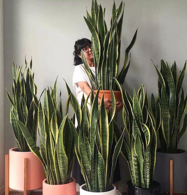 Có nên trồng một chậu lưỡi hổ trong nhà? Nhiều người tưởng làm đúng nhưng hóa ra sai-1