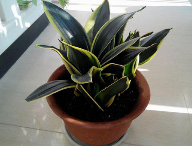 Có nên trồng một chậu lưỡi hổ trong nhà? Nhiều người tưởng làm đúng nhưng hóa ra sai-2