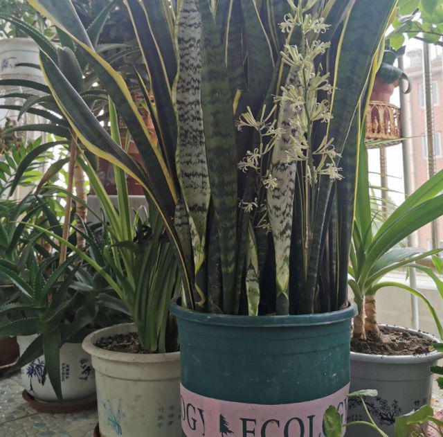 Có nên trồng một chậu lưỡi hổ trong nhà? Nhiều người tưởng làm đúng nhưng hóa ra sai-3