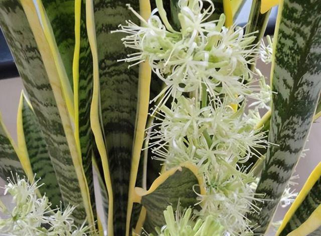 Có nên trồng một chậu lưỡi hổ trong nhà? Nhiều người tưởng làm đúng nhưng hóa ra sai-5