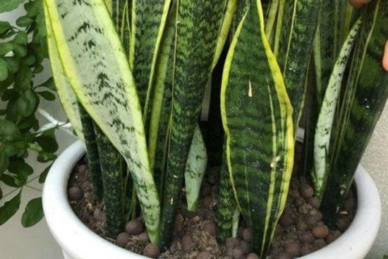 Có nên trồng một chậu lưỡi hổ trong nhà? Nhiều người tưởng làm đúng nhưng hóa ra sai