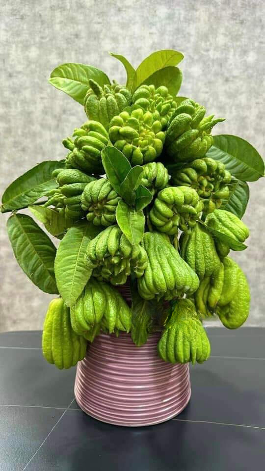 Lý do đặc biệt khiến nhiều người bày phật thủ trên bàn thờ ngày Tết-1