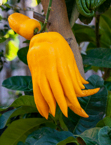 Lý do đặc biệt khiến nhiều người bày phật thủ trên bàn thờ ngày Tết-2