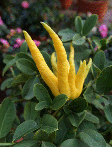 Lý do đặc biệt khiến nhiều người bày phật thủ trên bàn thờ ngày Tết-3