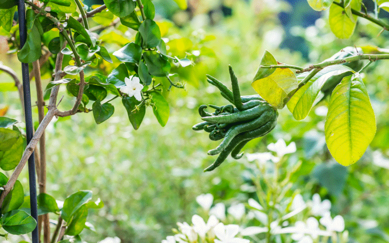 Lý do đặc biệt khiến nhiều người bày phật thủ trên bàn thờ ngày Tết-4