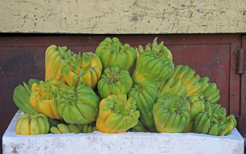 Lý do đặc biệt khiến nhiều người bày phật thủ trên bàn thờ ngày Tết-7