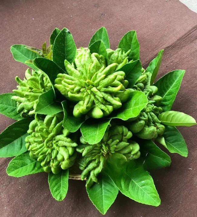 Lý do đặc biệt khiến nhiều người bày phật thủ trên bàn thờ ngày Tết-8