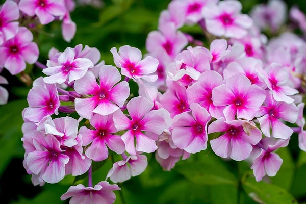 Vợ chồng thuộc 3 con giáp này, gia đạo hòa thuận, may mắn luôn đồng hành-4