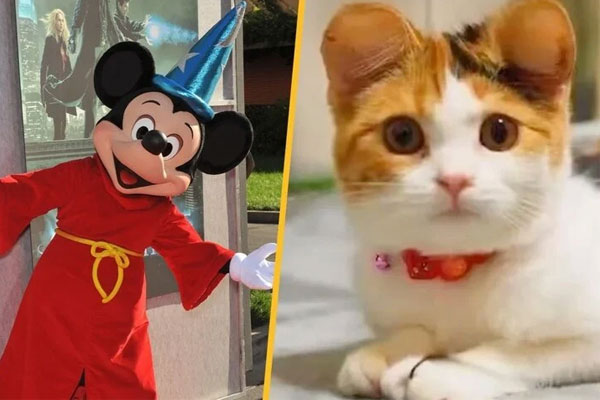 Trend phẫu thuật tai Mickey cho chó mèo giá 1 tỷ đồng bị chỉ trích là tàn nhẫn-1