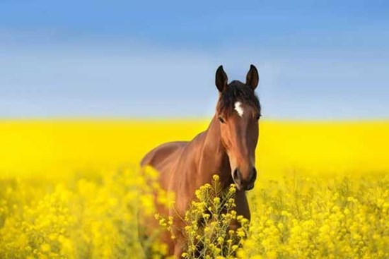 Tử vi con giáp tuổi Ngọ năm 2024: Cưỡi gió vượt mây qua biển lớn