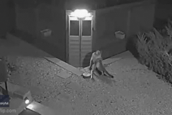 Clip: Diều hâu đuôi đỏ bất lực trước mèo con trong ô tô-1