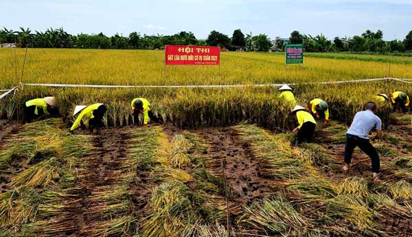 Trồng lúa bắt con đặc sản đem bán, nông dân thu 500 triệu đồng/ha-1