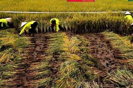 Trồng lúa bắt con đặc sản đem bán, nông dân thu 500 triệu đồng/ha