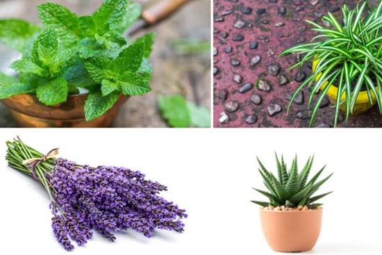 Những loại cây giúp khử mùi hôi trong nhà