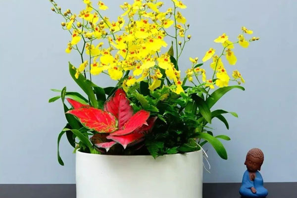 Trồng ngay 5 cây cảnh cát tường để đón may mắn, thịnh vượng, gia đình bình an trong năm mới 2024-1