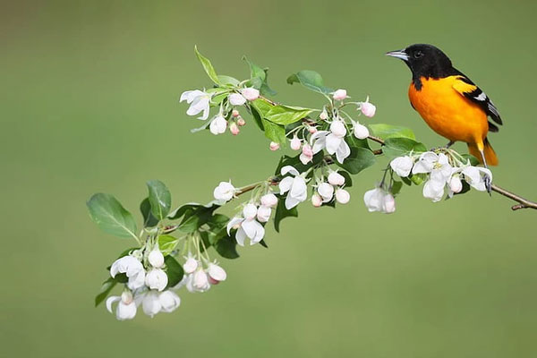 Màu sắc may mắn nhất của người tuổi Ngọ, nên sử dụng nhiều trong năm 2024 để thu hút tài lộc-3