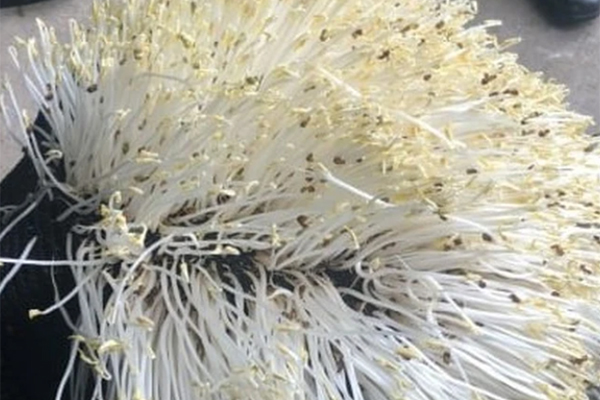 Lưu ý những điều này khi ăn giá đỗ để tránh rước họa vào thân-3