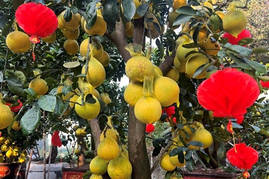 Bưởi Diễn vàng rực giá hàng chục triệu đổ bộ Sài thành