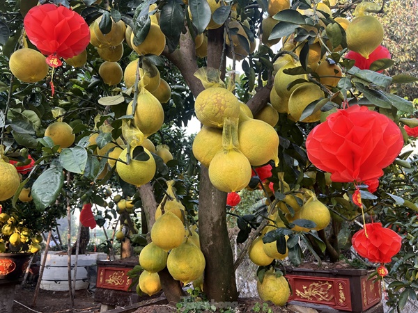 Bưởi Diễn vàng rực giá hàng chục triệu đổ bộ Sài thành-1