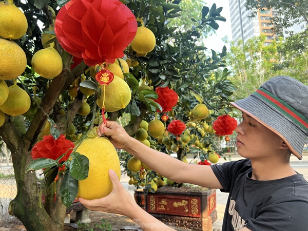 Bưởi Diễn vàng rực giá hàng chục triệu đổ bộ Sài thành-3