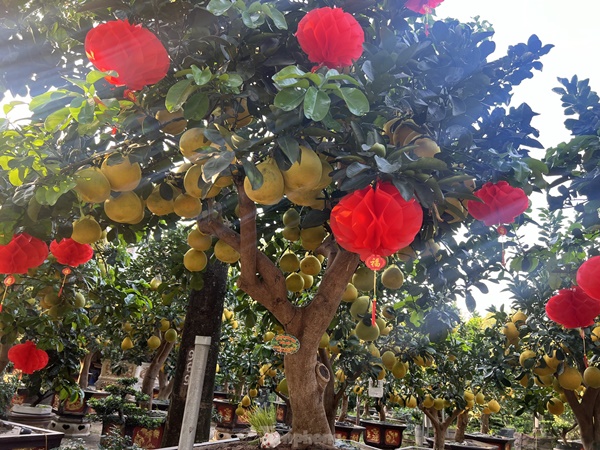 Bưởi Diễn vàng rực giá hàng chục triệu đổ bộ Sài thành-4