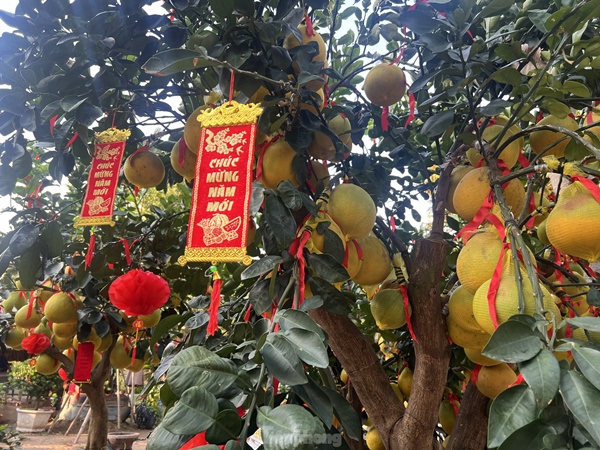 Bưởi Diễn vàng rực giá hàng chục triệu đổ bộ Sài thành-5