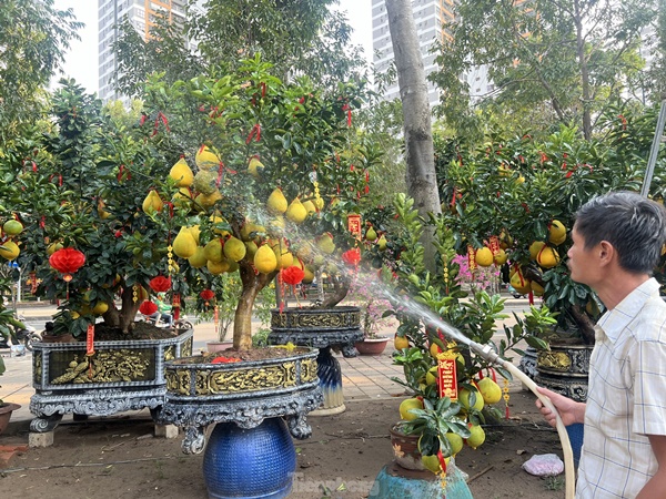 Bưởi Diễn vàng rực giá hàng chục triệu đổ bộ Sài thành-6