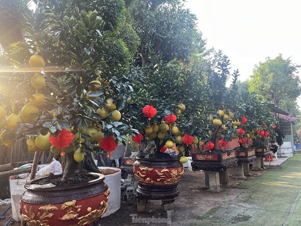 Bưởi Diễn vàng rực giá hàng chục triệu đổ bộ Sài thành-7