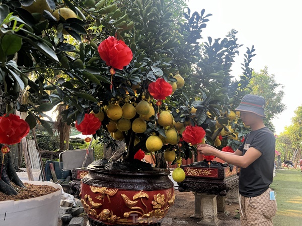 Bưởi Diễn vàng rực giá hàng chục triệu đổ bộ Sài thành-8