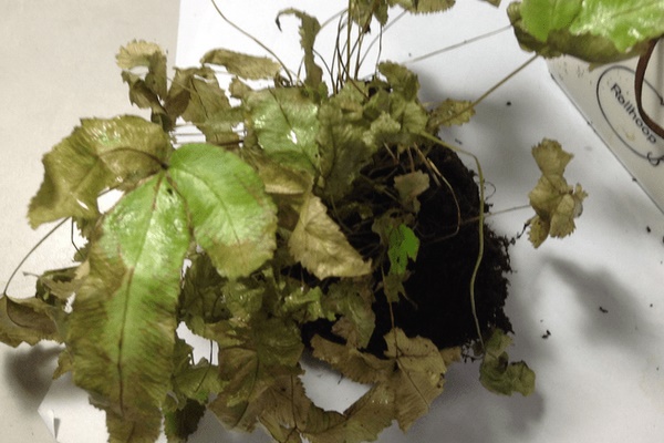 Bốn thứ để trước cửa sẽ xua đuổi Thần Tài vào nhà, có thứ quen thuộc mà chẳng mấy ai để ý-2