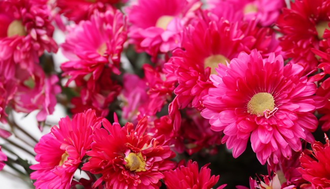 Sang năm 2024, 3 con giáp làm việc chăm chỉ, thu hoạch mùa vàng-1