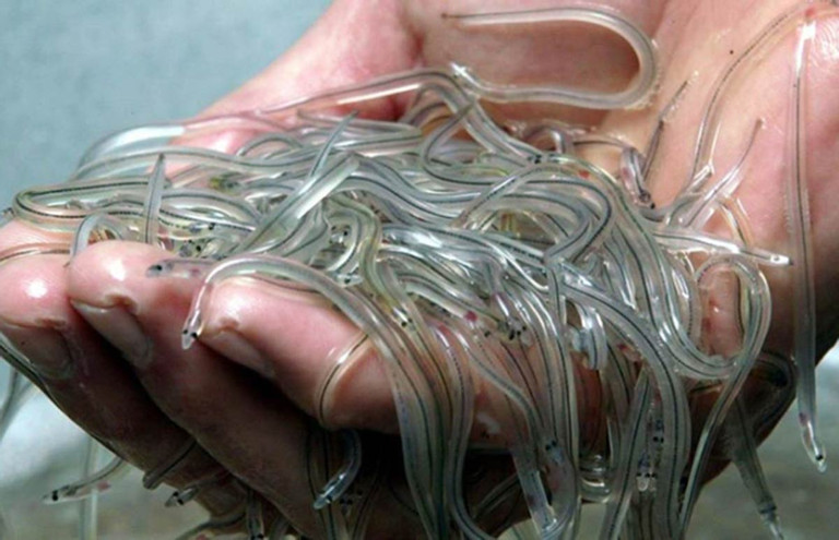 Loại lươn trong suốt như thủy tinh, được ví như vàng trắng-1