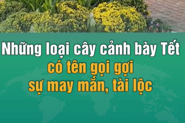 4 cây cảnh chữa lành trồng trong nhà tươi xanh, tao nhã, lọc không khí, dưỡng tâm hồn-13