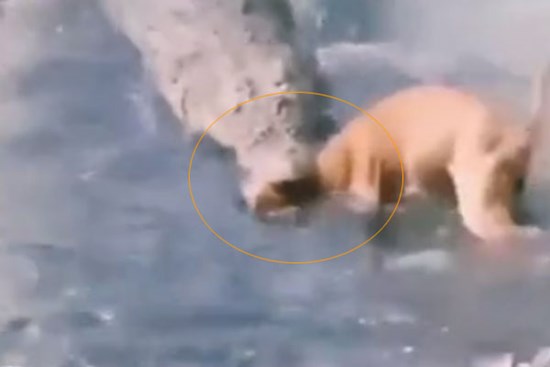 Clip: Kinh hoàng cá sấu lao lên khỏi mặt nước tấn công chó