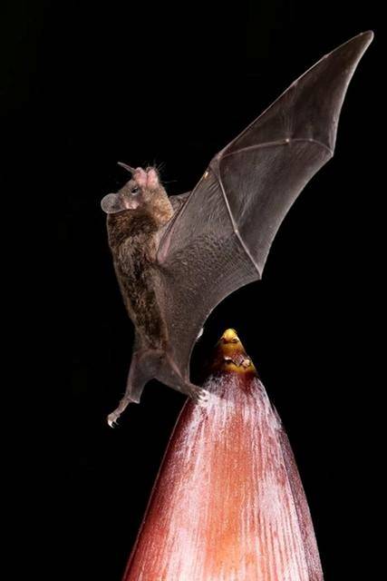 Người già nói: 5 con vật đến nhà, gia đình may mắn, cát tường, năm mới nhà bạn có điềm lành nào?-2