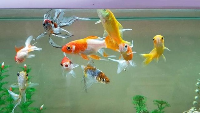 Người già nói: 5 con vật đến nhà, gia đình may mắn, cát tường, năm mới nhà bạn có điềm lành nào?-5