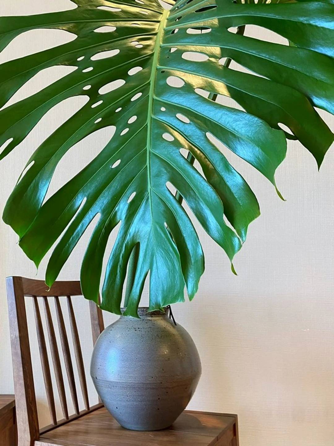 4 cây cảnh chữa lành trồng trong nhà tươi xanh, tao nhã, lọc không khí, dưỡng tâm hồn-3